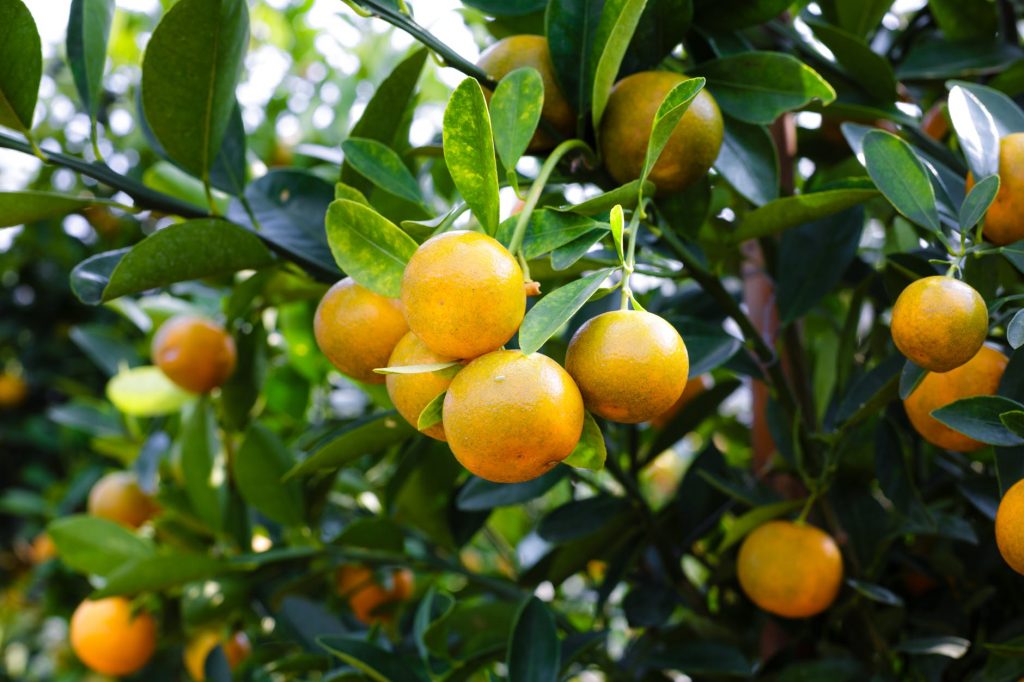 Növényesített kocsibeálló - citrusok szegélynek