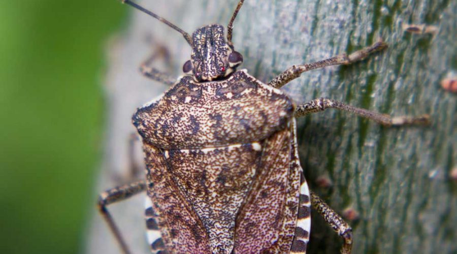 csotanyirtas kartevoirtas rovarirtas