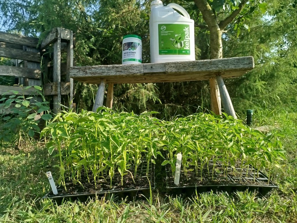 danubagarden termékteszt ascoalga kelpak