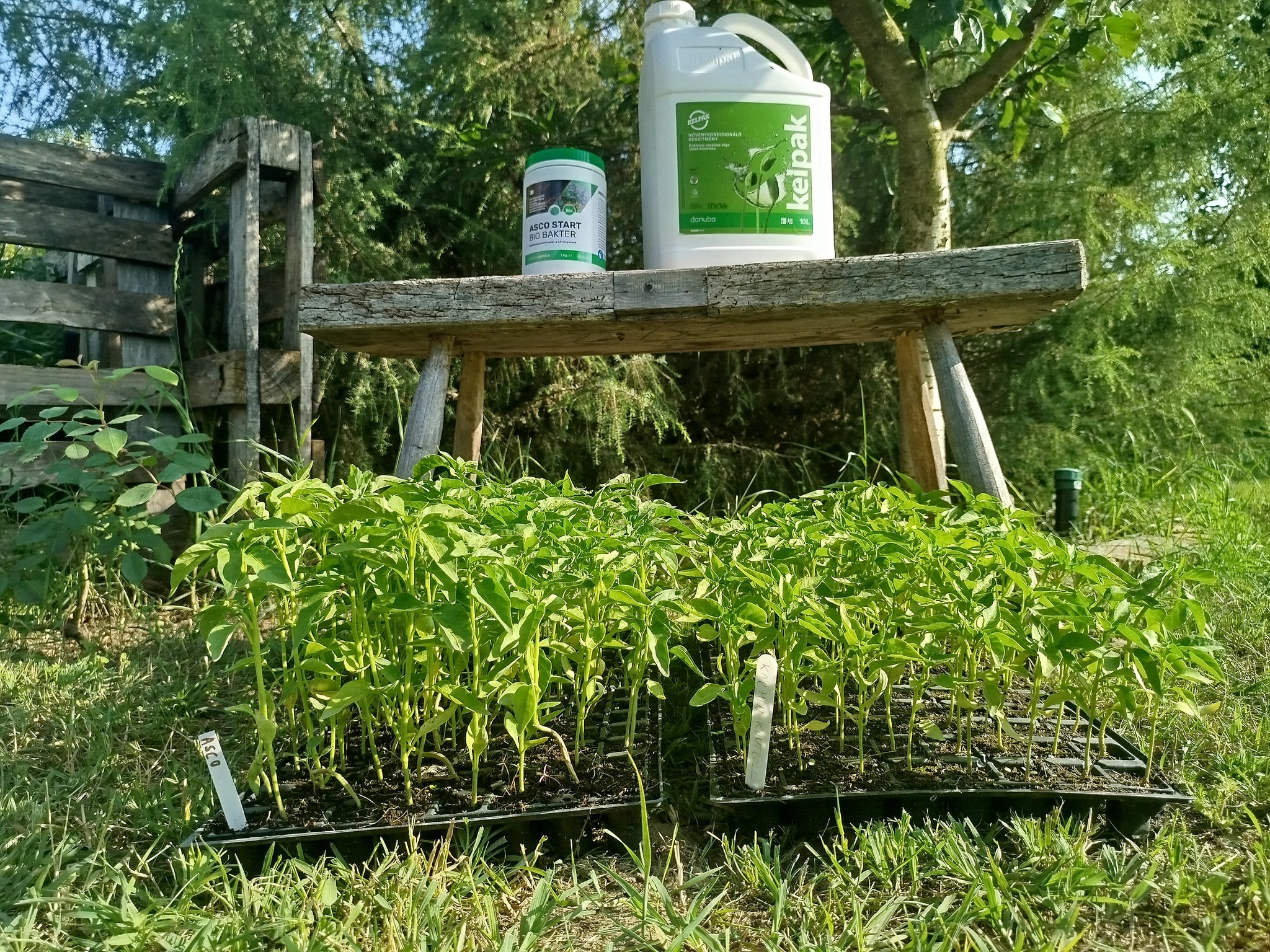 danubagarden termékteszt ascoalga kelpak