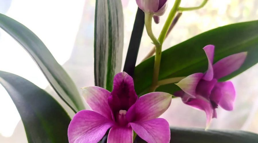 dendrobium virágoztatása