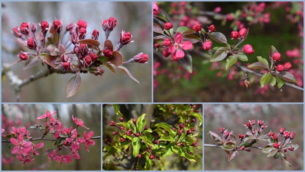 diszalma-Royalty - Kecskeméti Arborétum