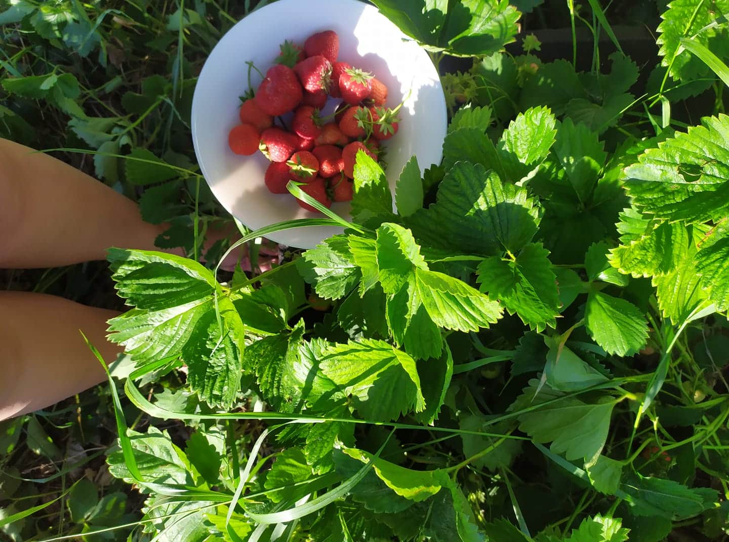 eper tartósítása kipróbált tippek - kertportál.hu