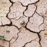 aszálykifizetések - mabisz - agrárium - hírek