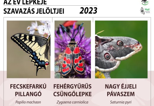 Online lehet szavazni az év lepkéjére