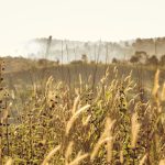 fenntartható hobbikert - gyom - gyomok - gyomok a kertben