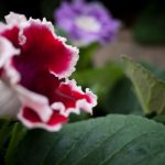 gloxinia ápolása és tartása