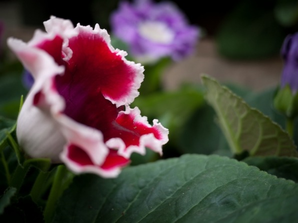 gloxinia ápolása és tartása