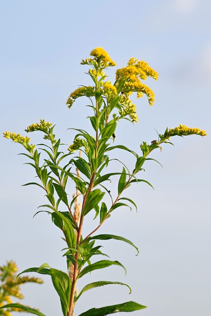 Solidago canadensis