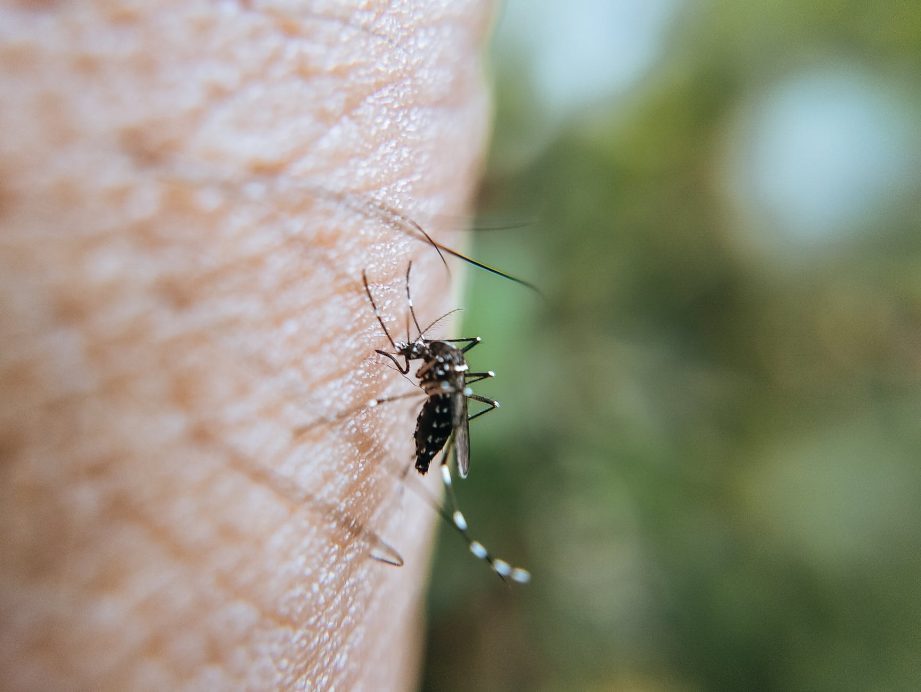 szúnyogírtás Katasztrófavédelem: hét megyében folytatódik a szúnyogirtás