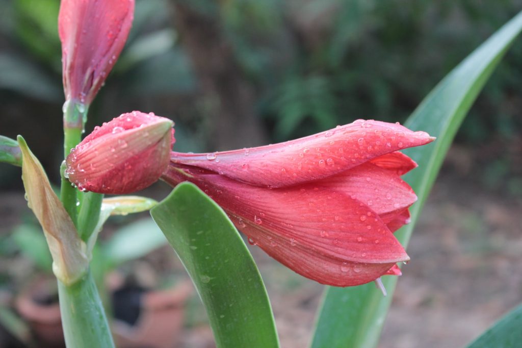 Miért nem virágzik az amarillisz? Ápolási tippek a két virágzás között és újravirágoztatás