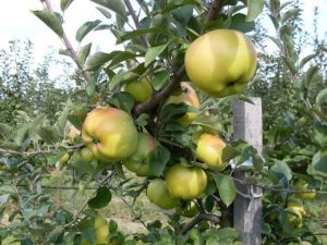 london-pepin-alma-ősi magyar gyümölcsfajták