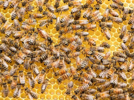 méhállomány