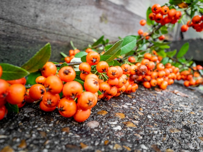 mérgező növények - pyracantha - tűztövis