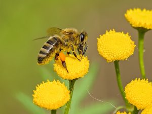 méhek - A legfontosabb élőlények a Földön