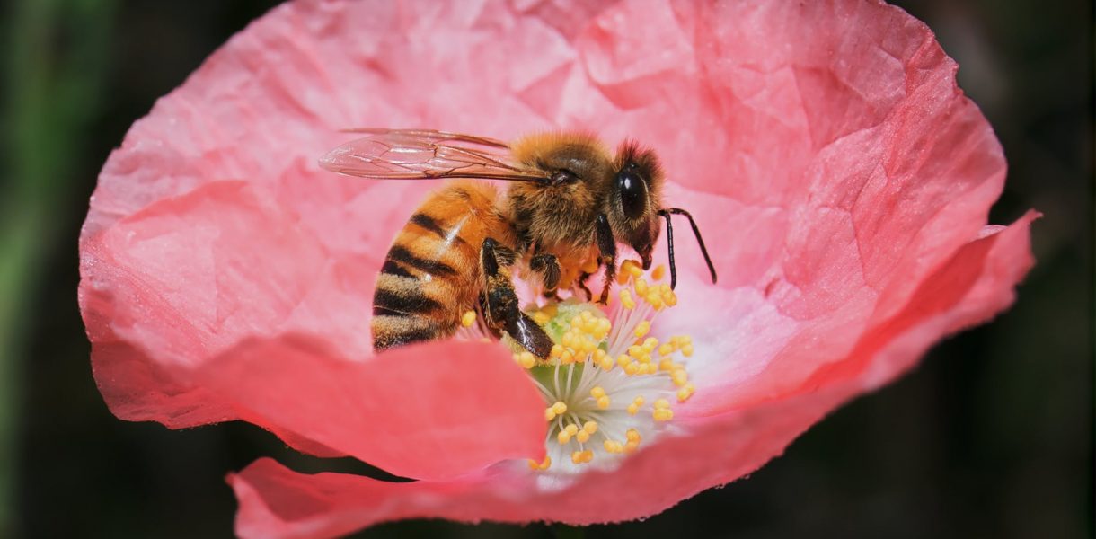 Mézcsepp Manufaktúra méhek, mézkészítmények