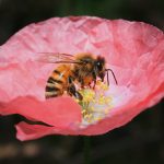 Mézcsepp Manufaktúra méhek, mézkészítmények