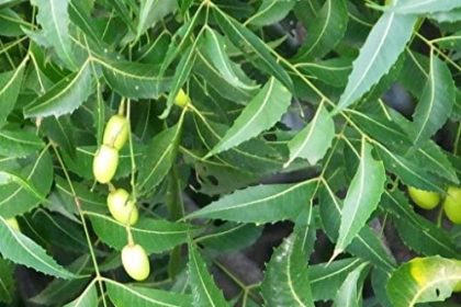 neem olaj és a neem fa neemazal