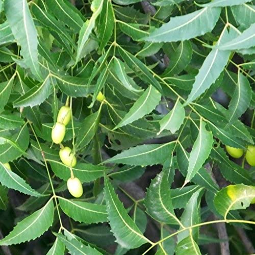 A neem fa fogyás előnyei - A karfiol előnyei a fogyáshoz - Neem fa a fogyáshoz