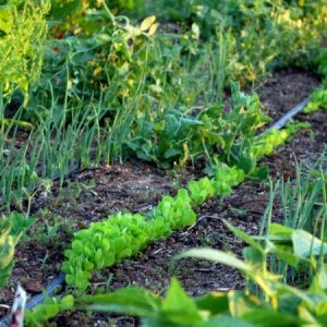 növénytársítás - a fenntartható kert kertlátogatás