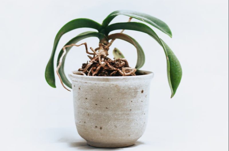 Orchidea újraélesztése