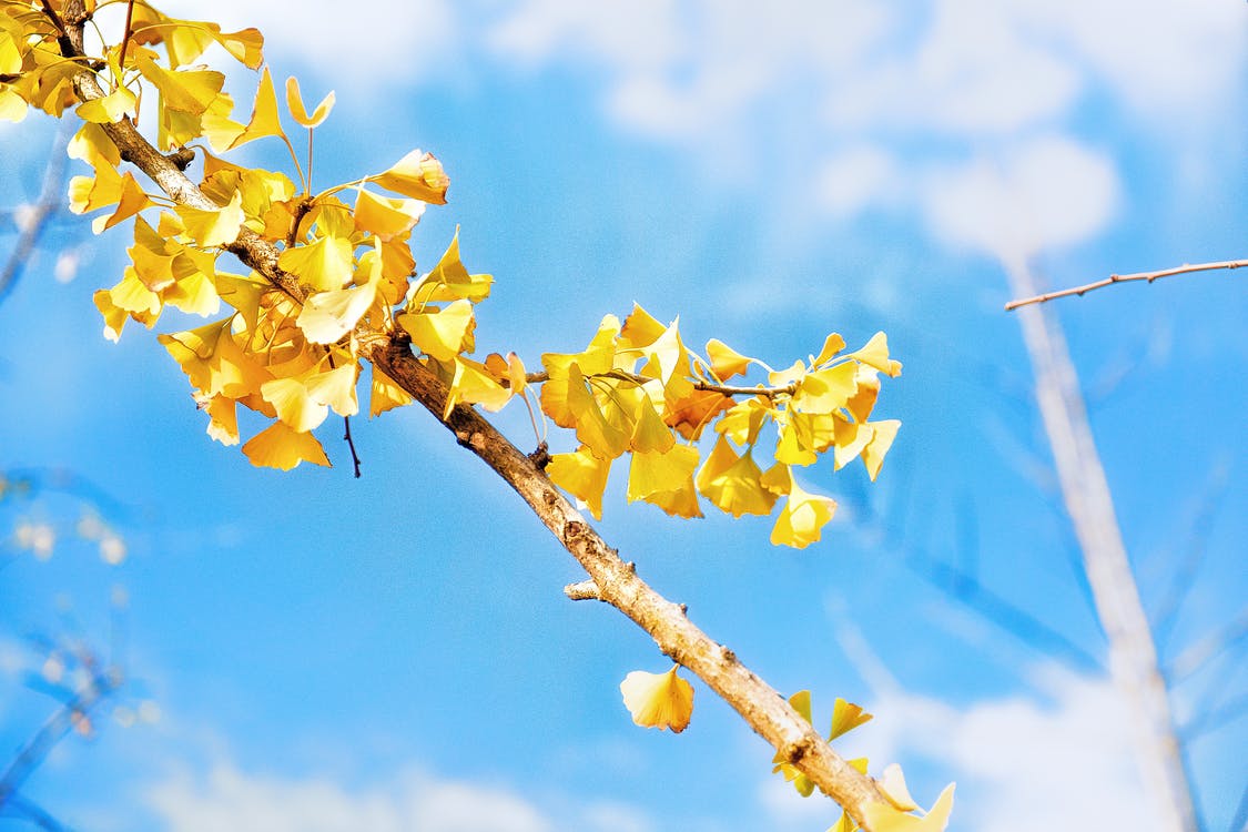 őszi ginkgo biloba levelek