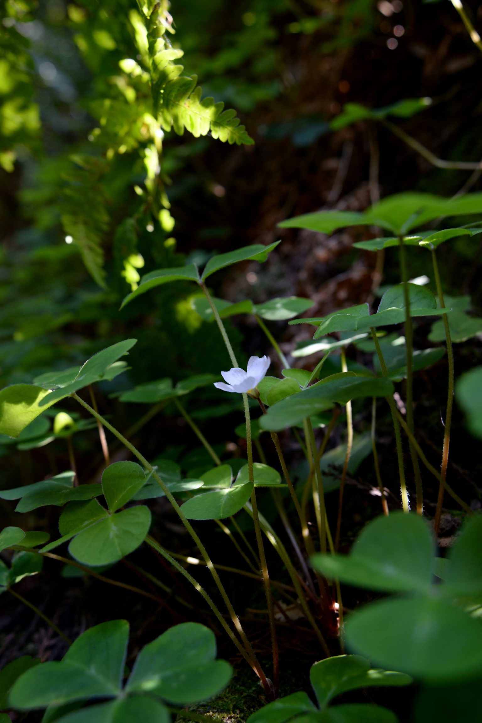 oxalis