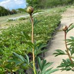 paeonia-lactiflora-hegede-kerteszet