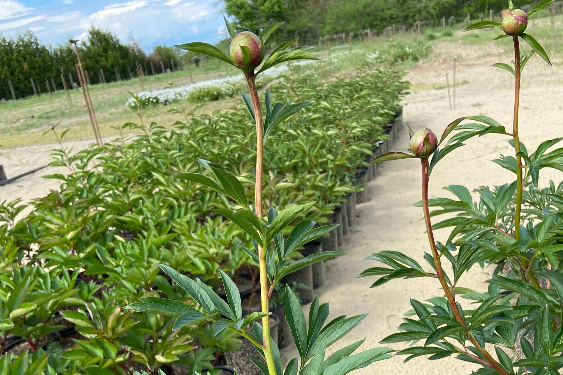 paeonia-lactiflora-hegede-kerteszet