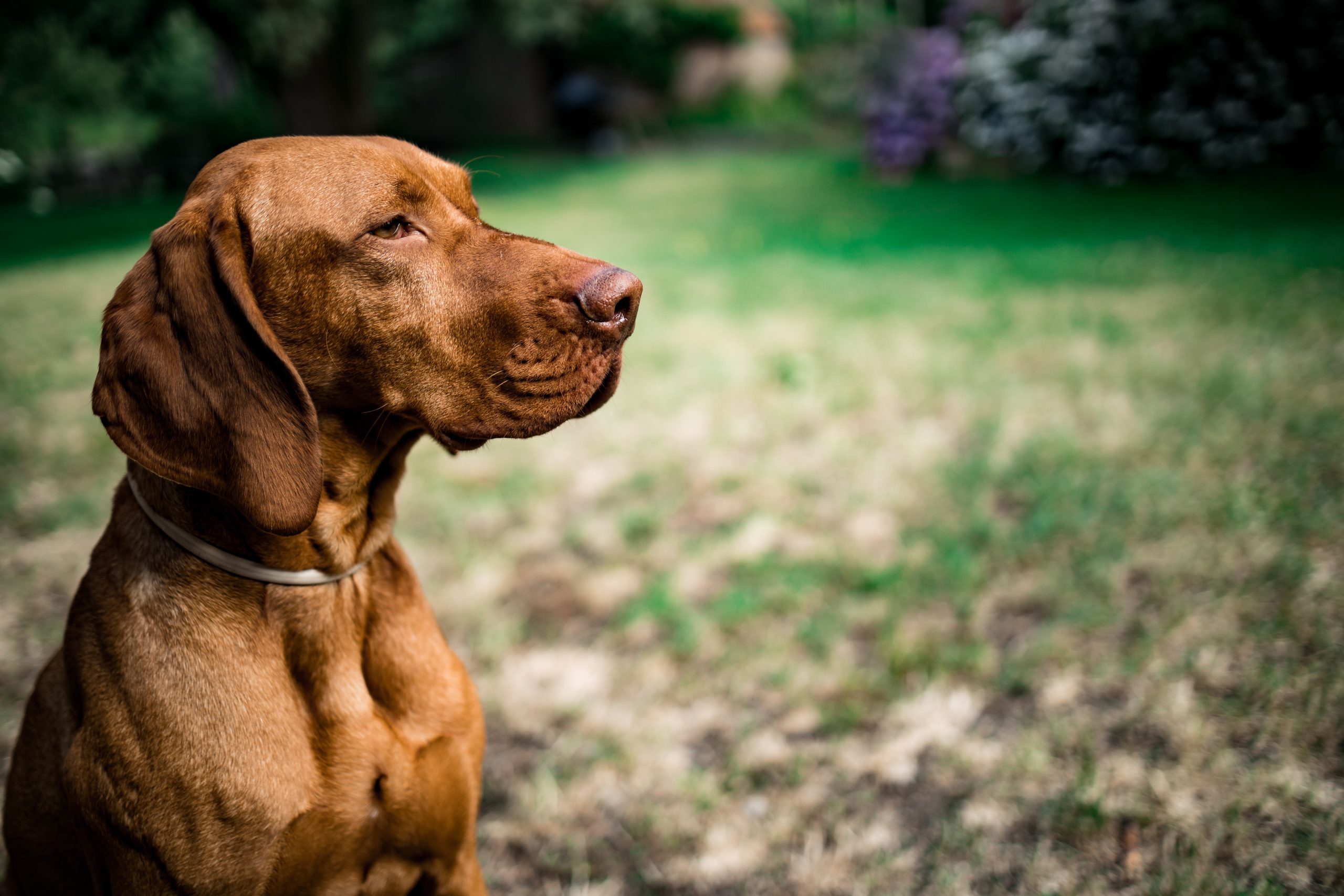 magyar vizsla