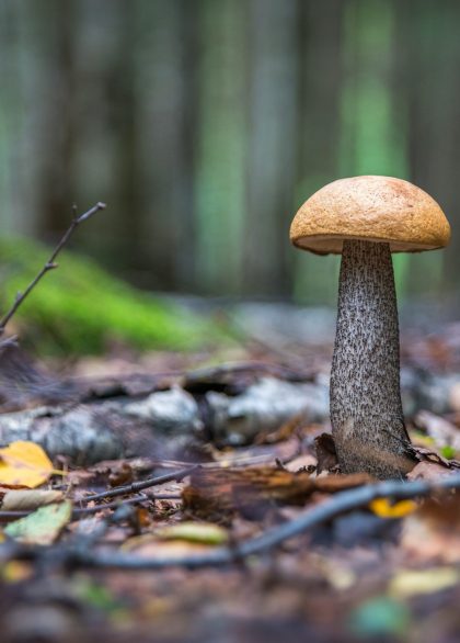 szeptember a kertben - kiskerti kalendárium