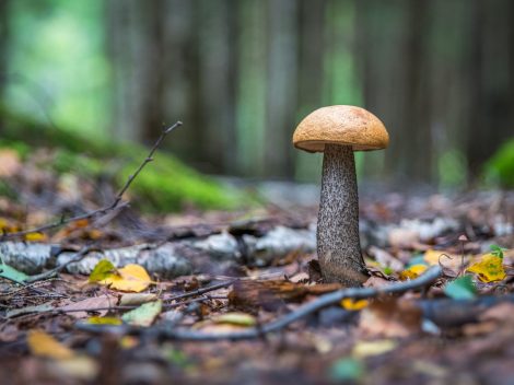 szeptember a kertben - kiskerti kalendárium
