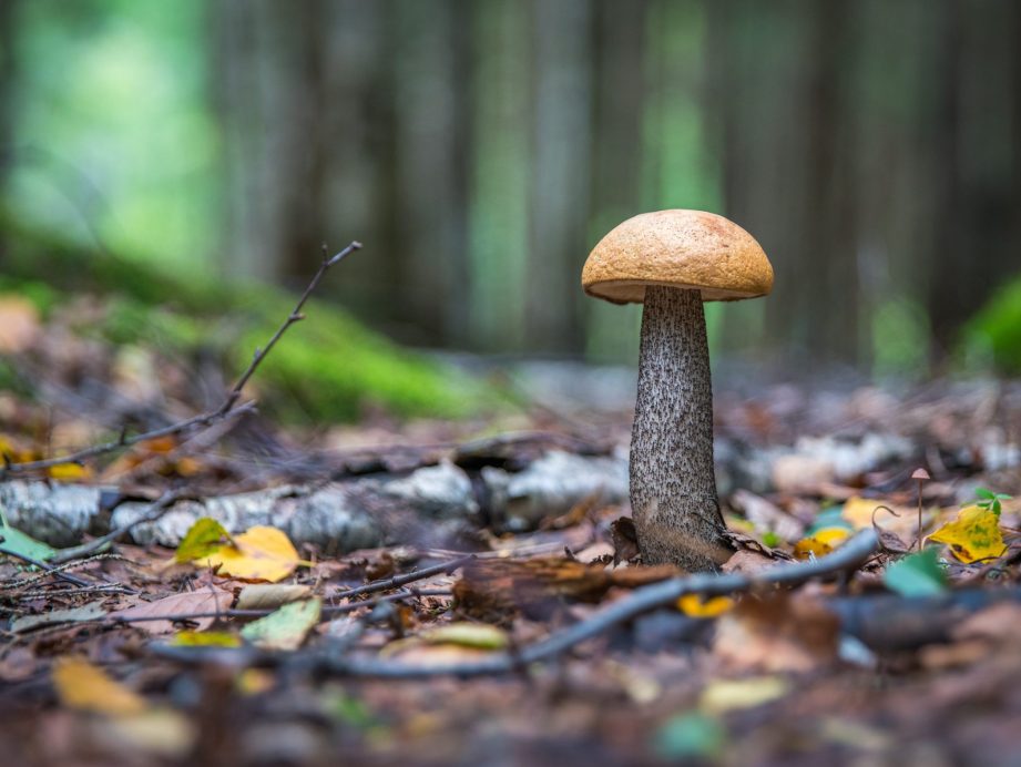 szeptember a kertben - kiskerti kalendárium
