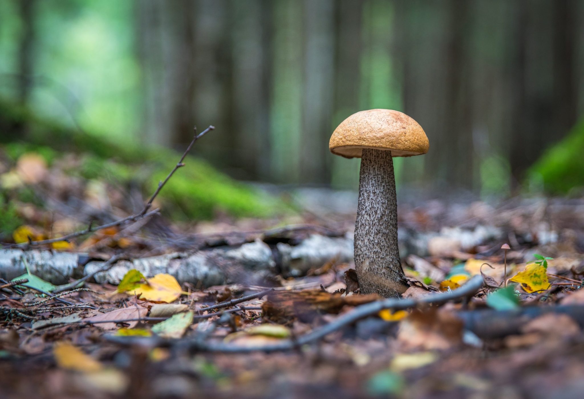 szeptember a kertben - kiskerti kalendárium