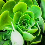 Aeonium gondozása