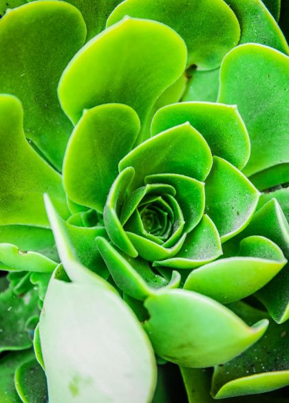 Aeonium gondozása