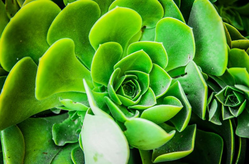 Aeonium gondozása
