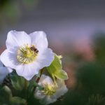 hunyor - Helleborus