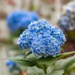 kék virágok