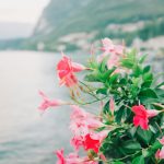 Tölcsérjázmin (Dipladenia) teleltetése: így biztosan túléli a telet