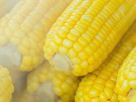 Hazai kukorica KSH mezőgazdaság Kertportál