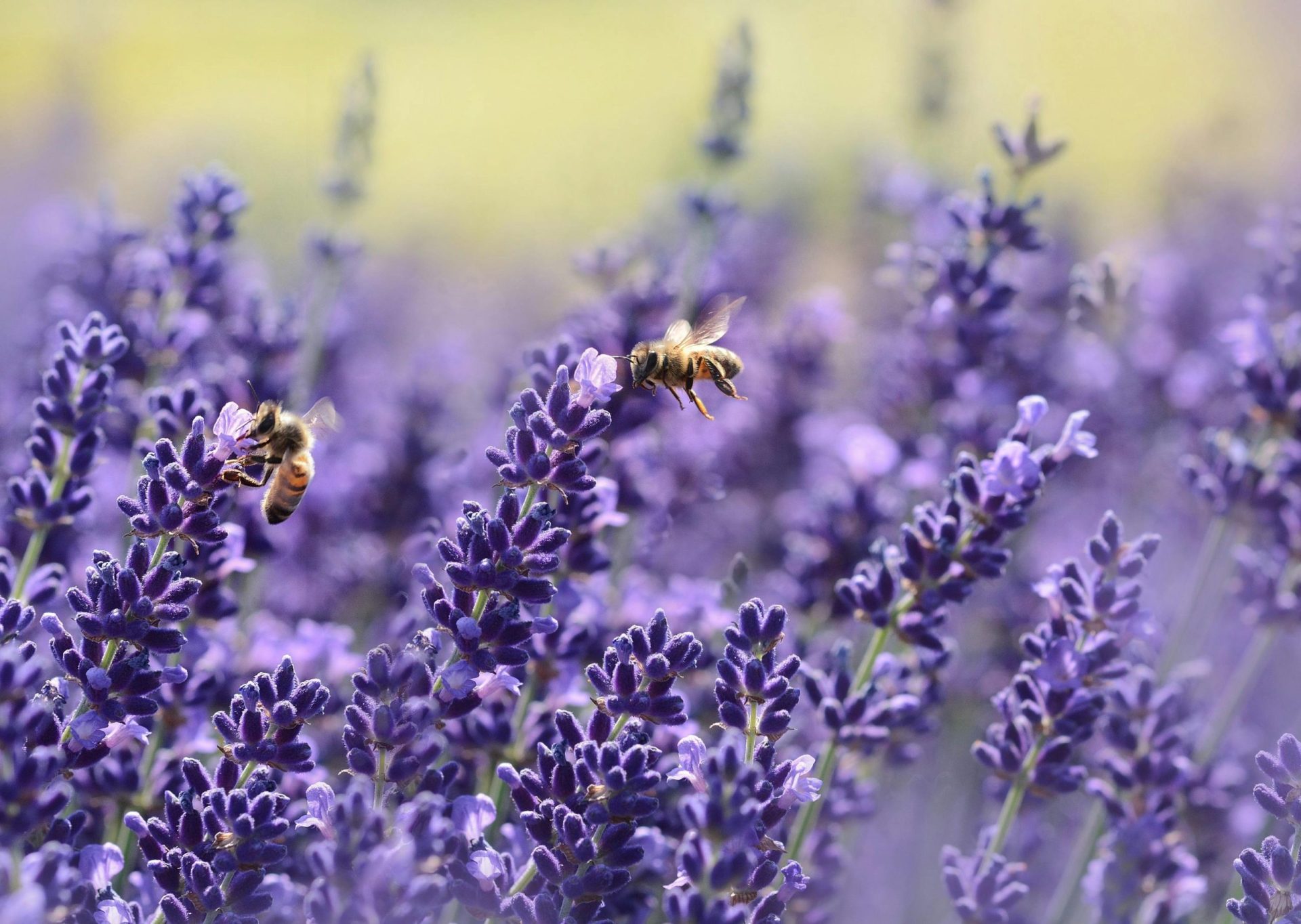 méhek és növényvilág