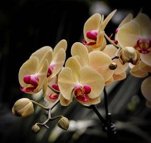 phalaenopsis lepkeorchidea