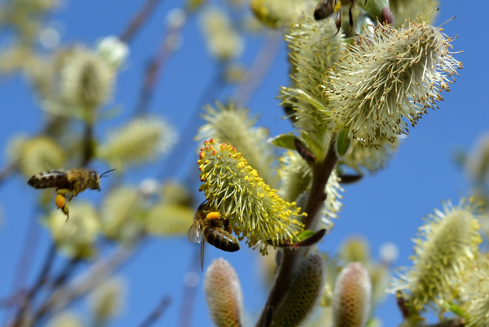 pollenszezon