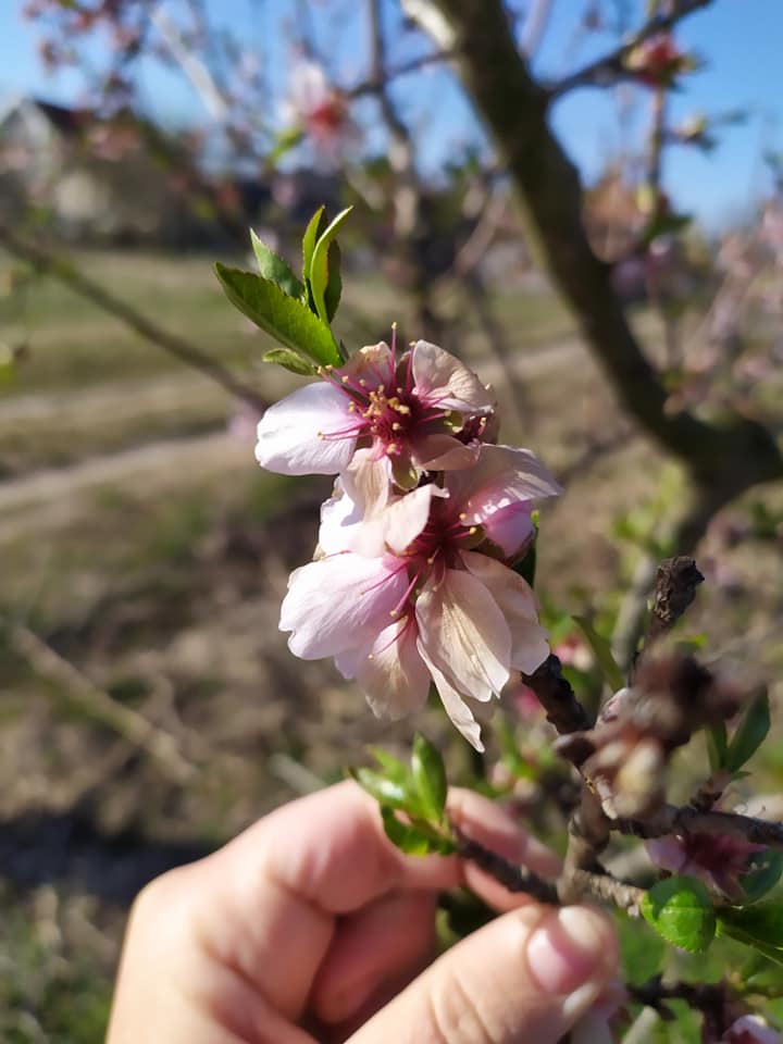Tavaszi fagyhatás a Kertportál Major gyümölcsösében Kiskőrös térségében