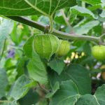 tomatillo zsidócseresznye physalis