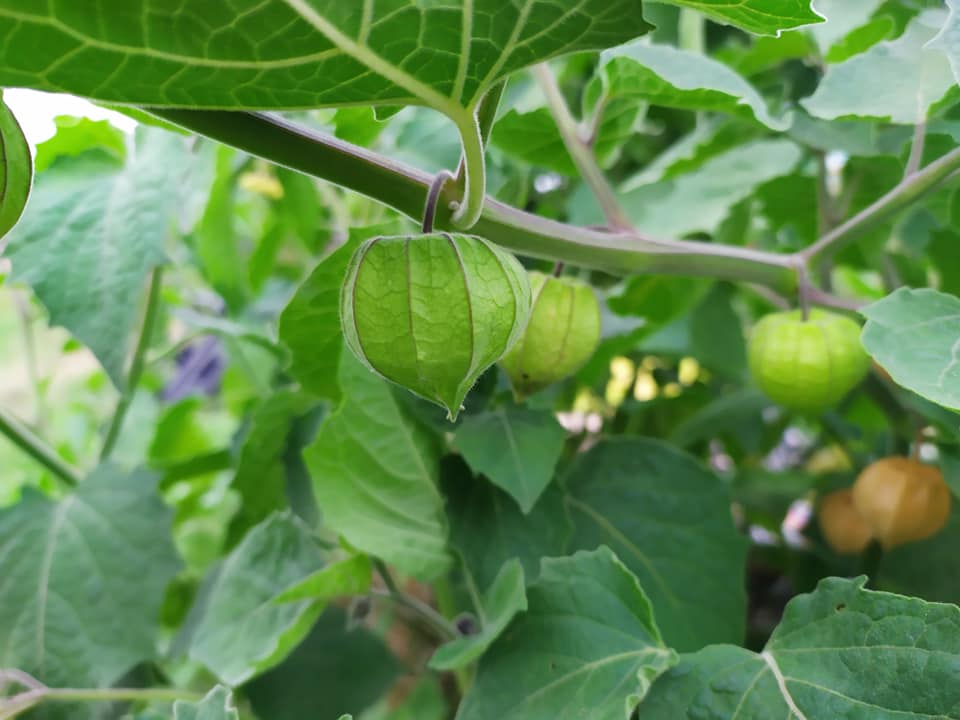 tomatillo zsidócseresznye physalis