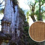 Világ legidősebb fája - patagón ciprus