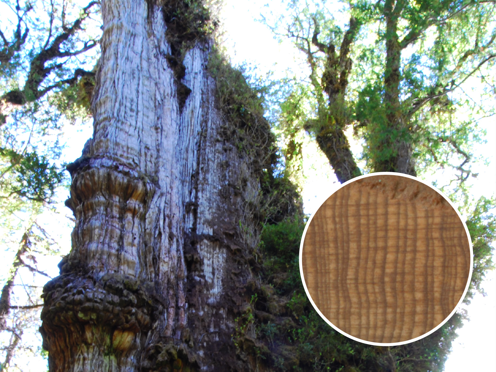 Világ legidősebb fája - patagón ciprus