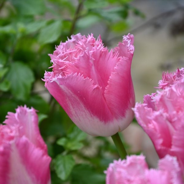 tulipa-fancy-frills